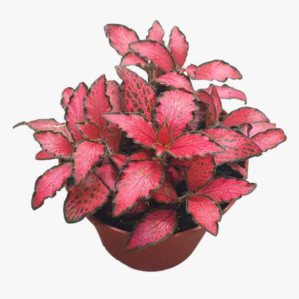 Fittonia Red Small - 